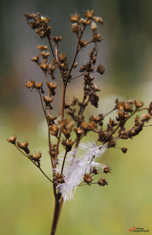 Случайное приземление... - Андрей Пристяжнюк Случайное приземление... - Андрей Пристяжнюк