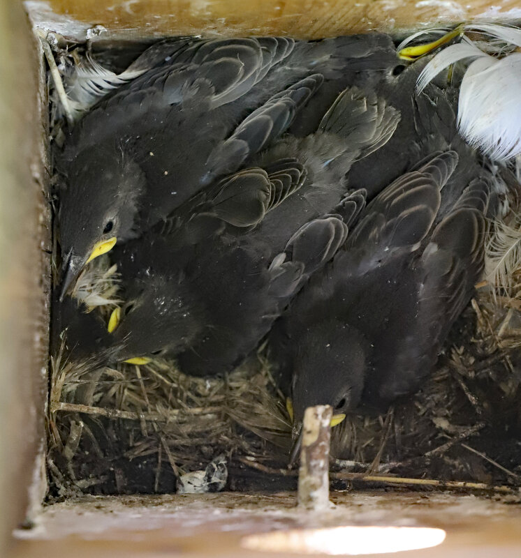 Скворцы - краснов юрий 