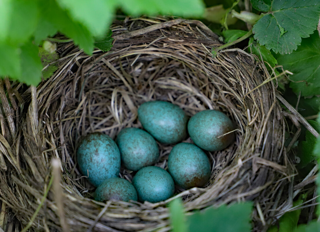 Дрозд - краснов юрий 