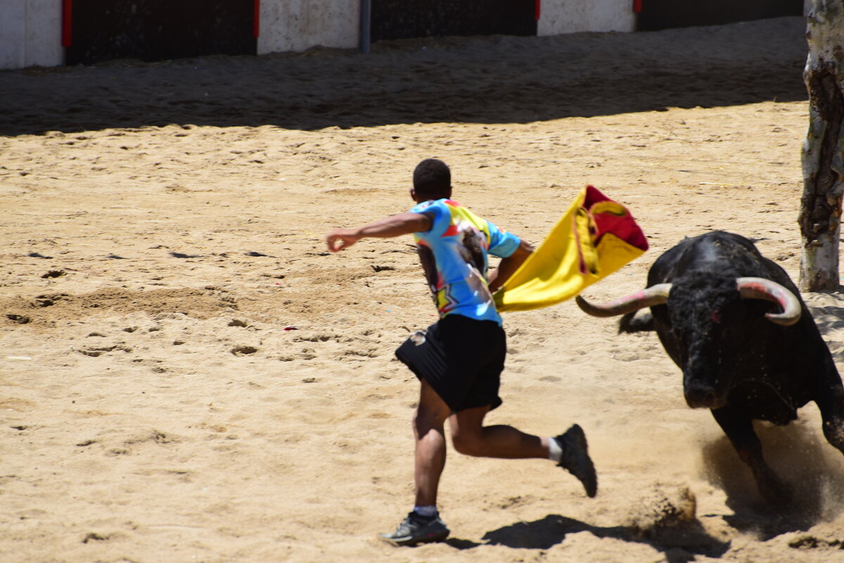 С быком наперегонки - azambuja 