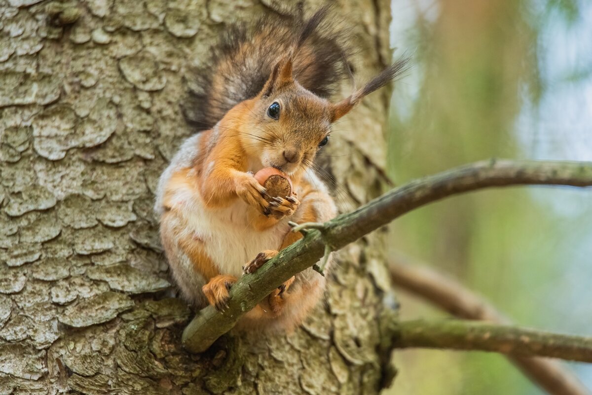 Белочка с орешком. - Виктор Евстратов Белочка с орешком. - Виктор Евстратов
