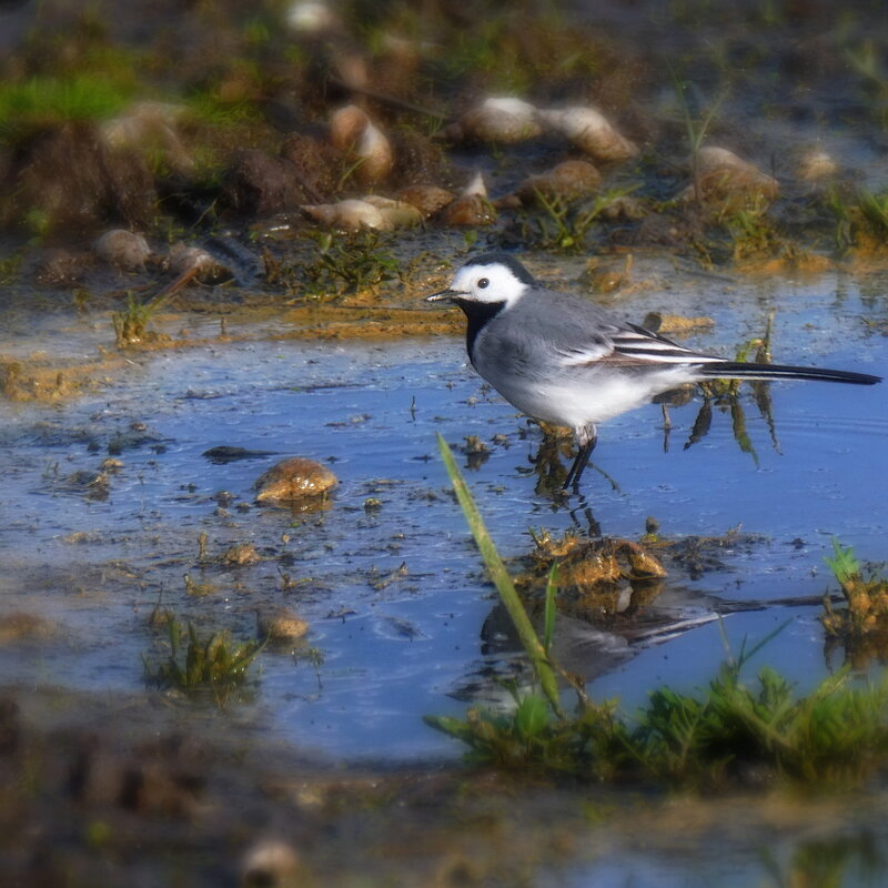 Подкрепилась на славу ... - Владимир Шошин