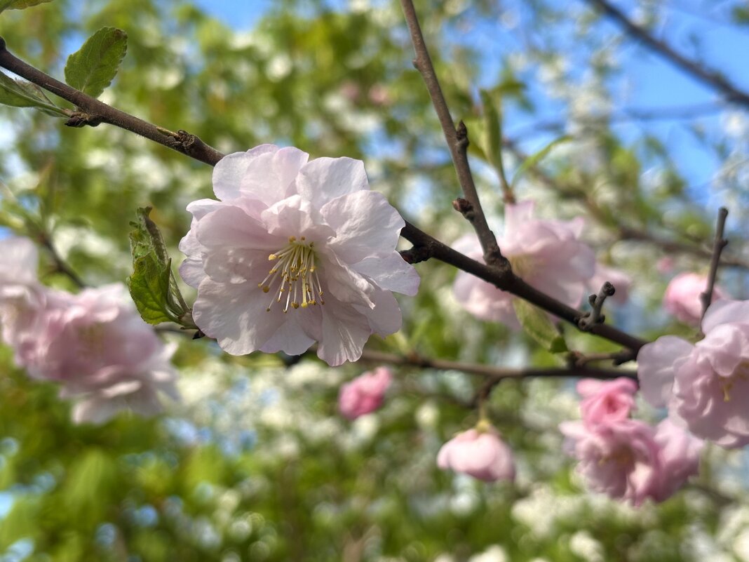 Цветы Луизеании.. - Наталия Павлова
