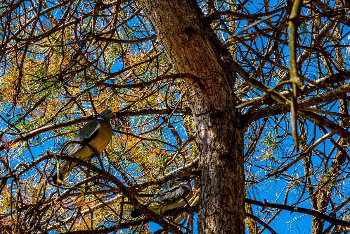 *** - Дмитрий Лупандин