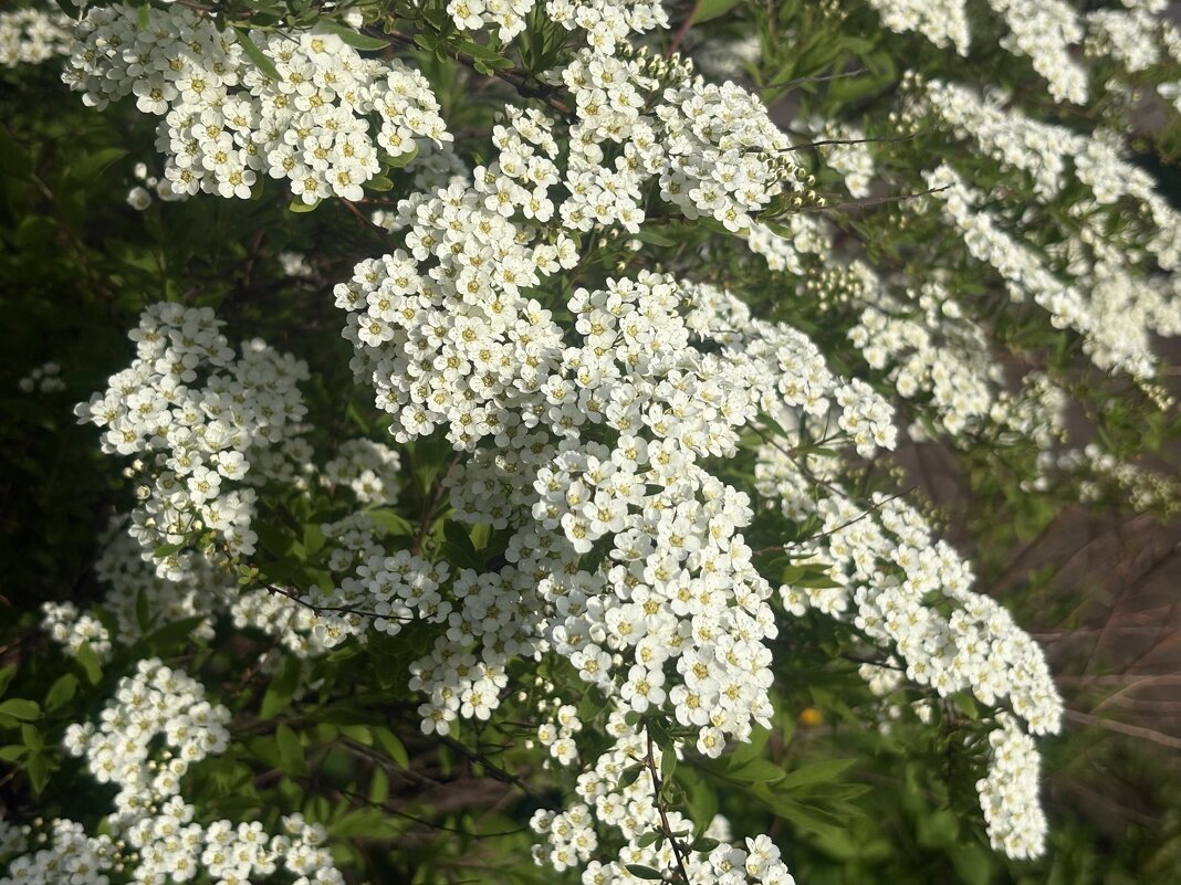 Куст спиреи в пышном одеянье... - Наталия Павлова