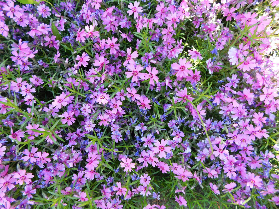 Флокс шиловидный - Наиля Флокс шиловидный - Наиля