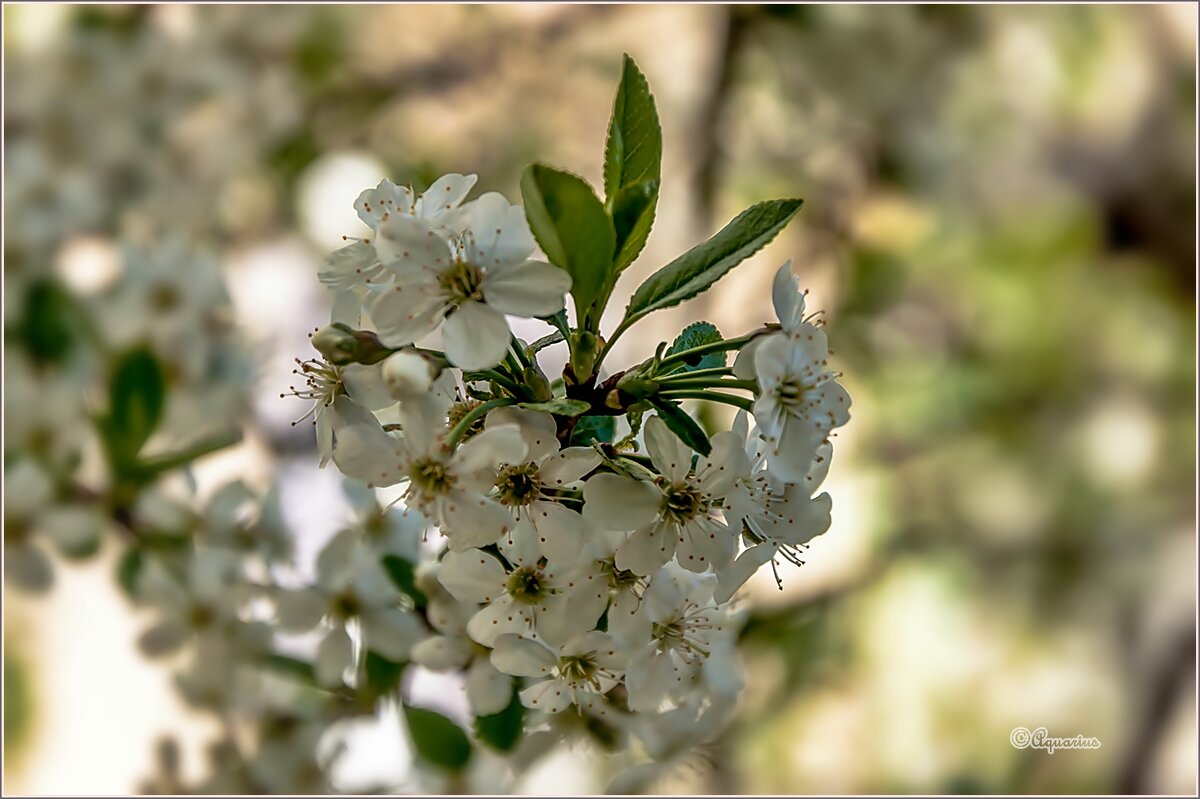 Вторая половина мая... - Aquarius - Сергей
