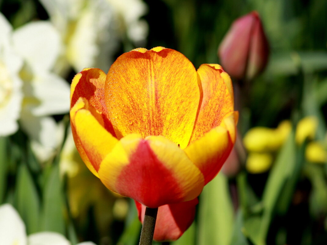 Дети солнца... - Нэля Лысенко