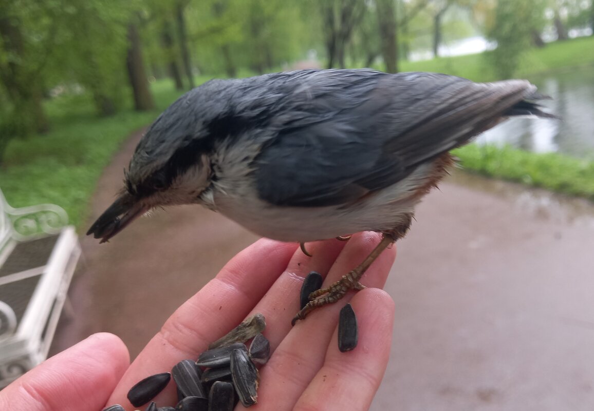 Поползень - Сапсан 