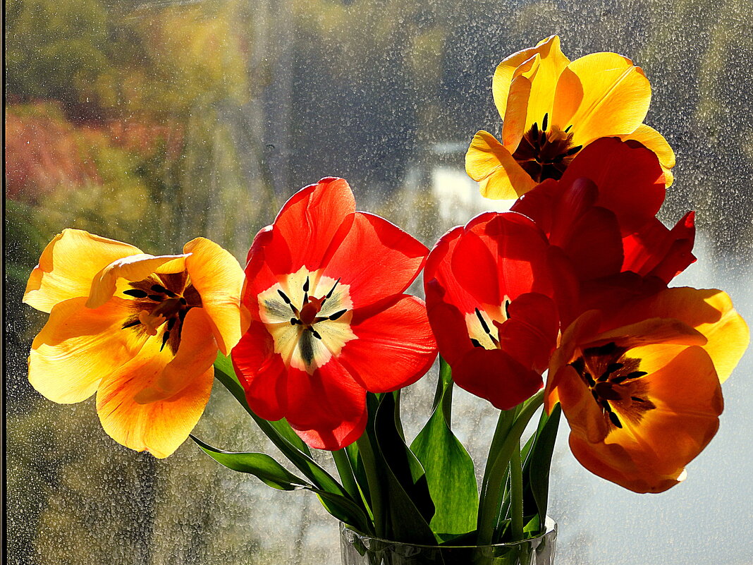 Тюльпаны мая-4 - Юрий Велицкий Тюльпаны мая-4 - Юрий Велицкий