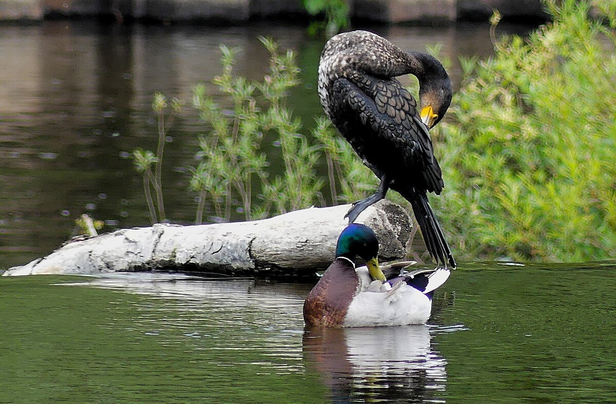 Водная идилия - Владимир Манкер