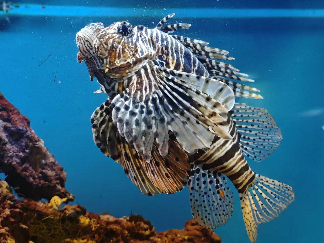 Крылатка-зебра - <<< Наташа >>>