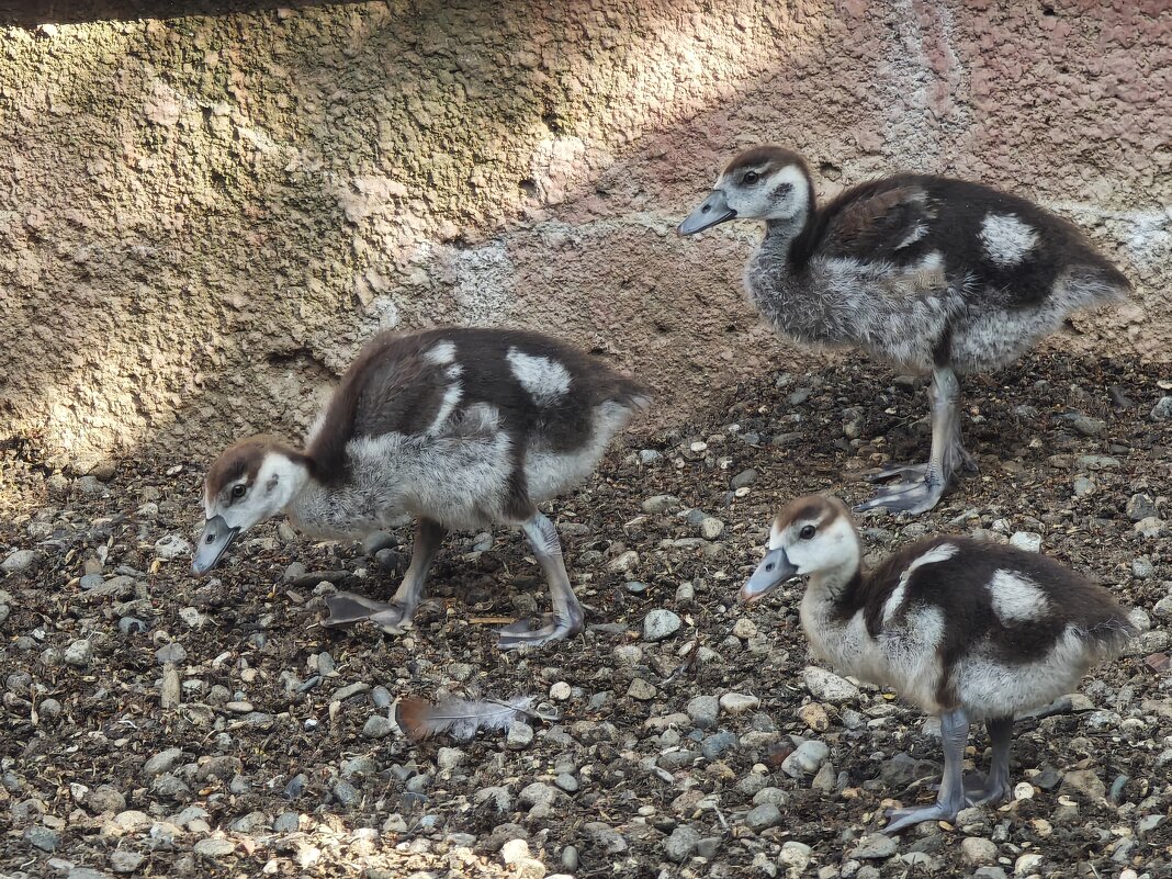 Гусята - <<< Наташа >>>