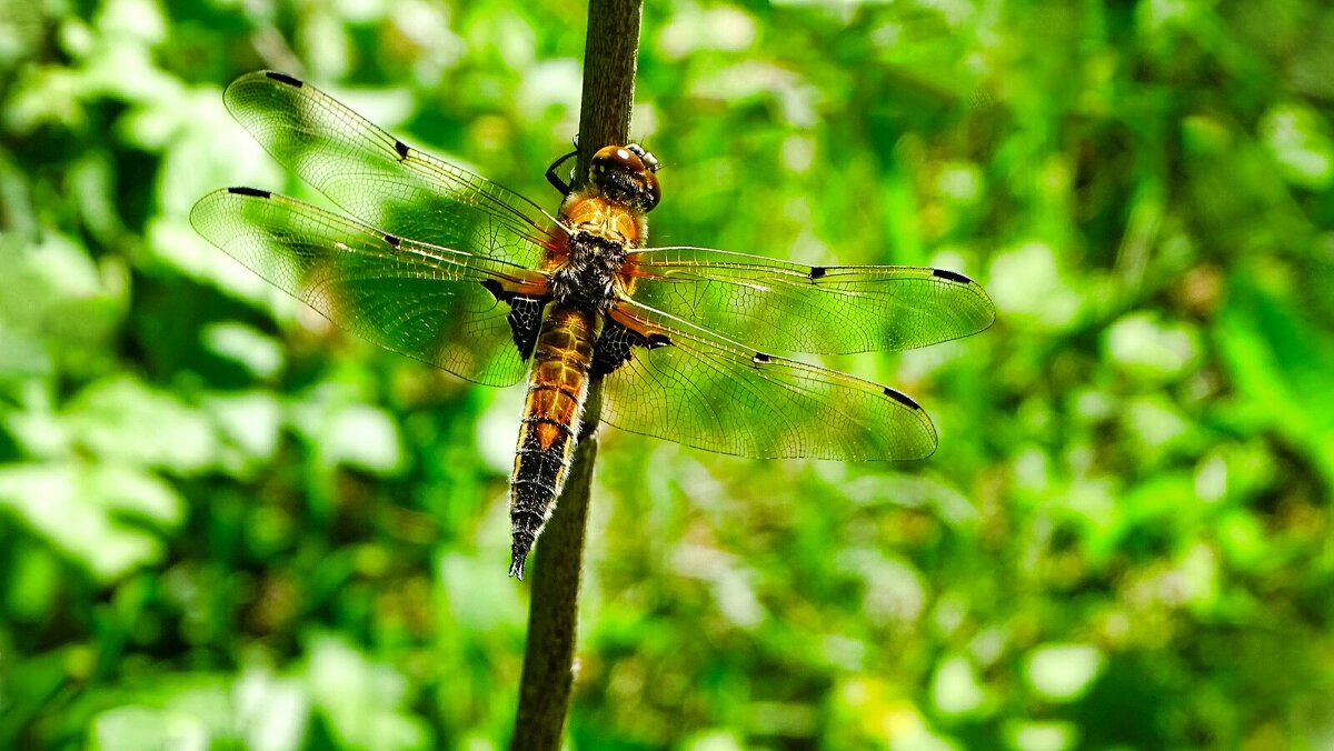 Стрекоза на солнышке. - Милешкин Владимир Алексеевич 