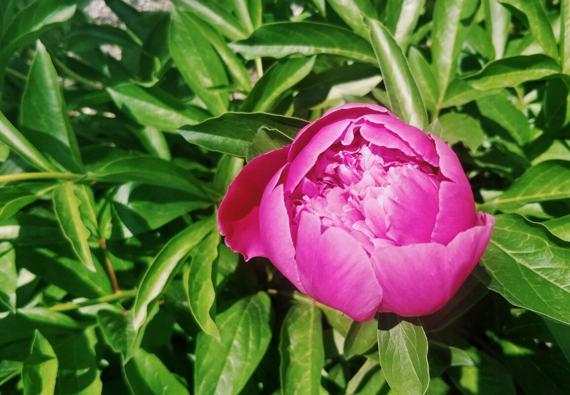 Красота пиона - Андрей Хлопонин