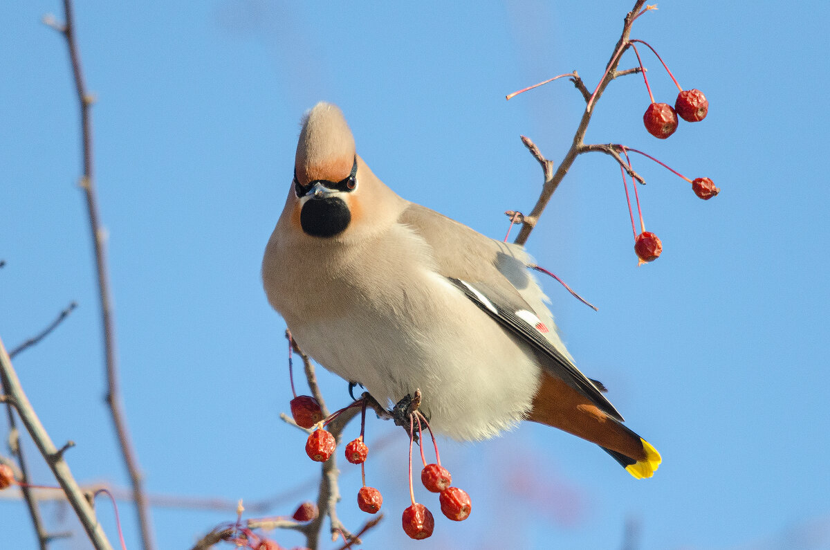 Свиристель. - Виктор Иванович Чернюк Свиристель. - Виктор Иванович Чернюк