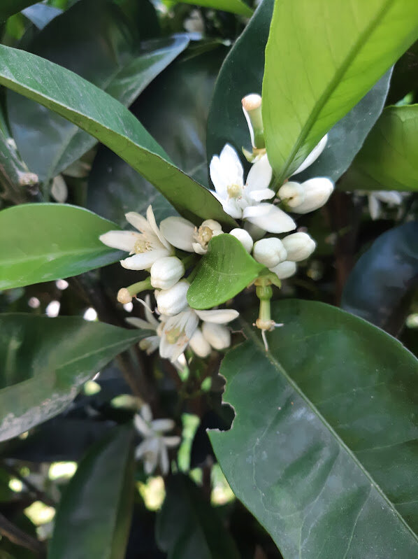 ЦВЕТЕНИЕ АПЕЛЬСИНА - Tata Wolf