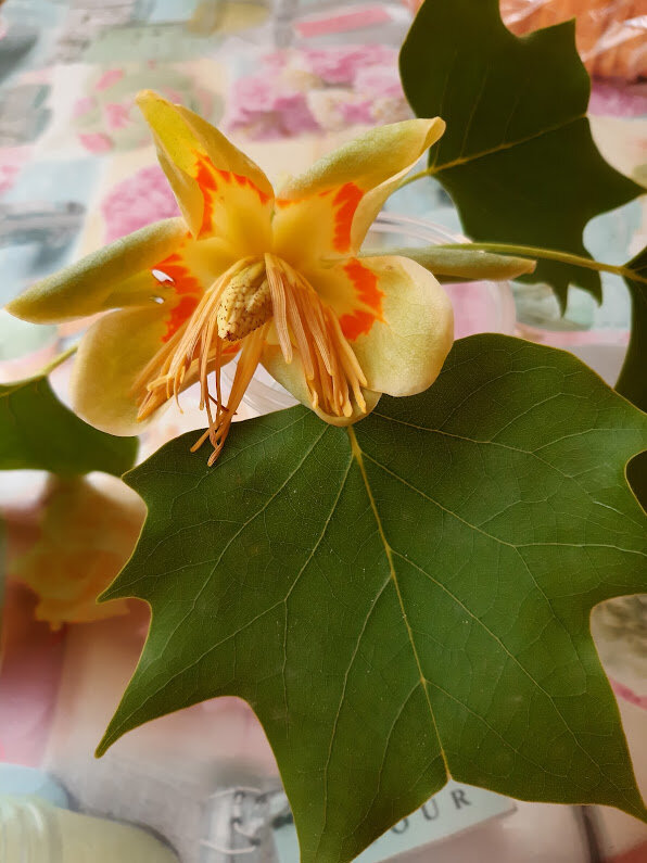 Лириодендрон тюльпановый, или тюльпанное дерево - Tata Wolf Лириодендрон тюльпановый, или тюльпанное дерево - Tata Wolf