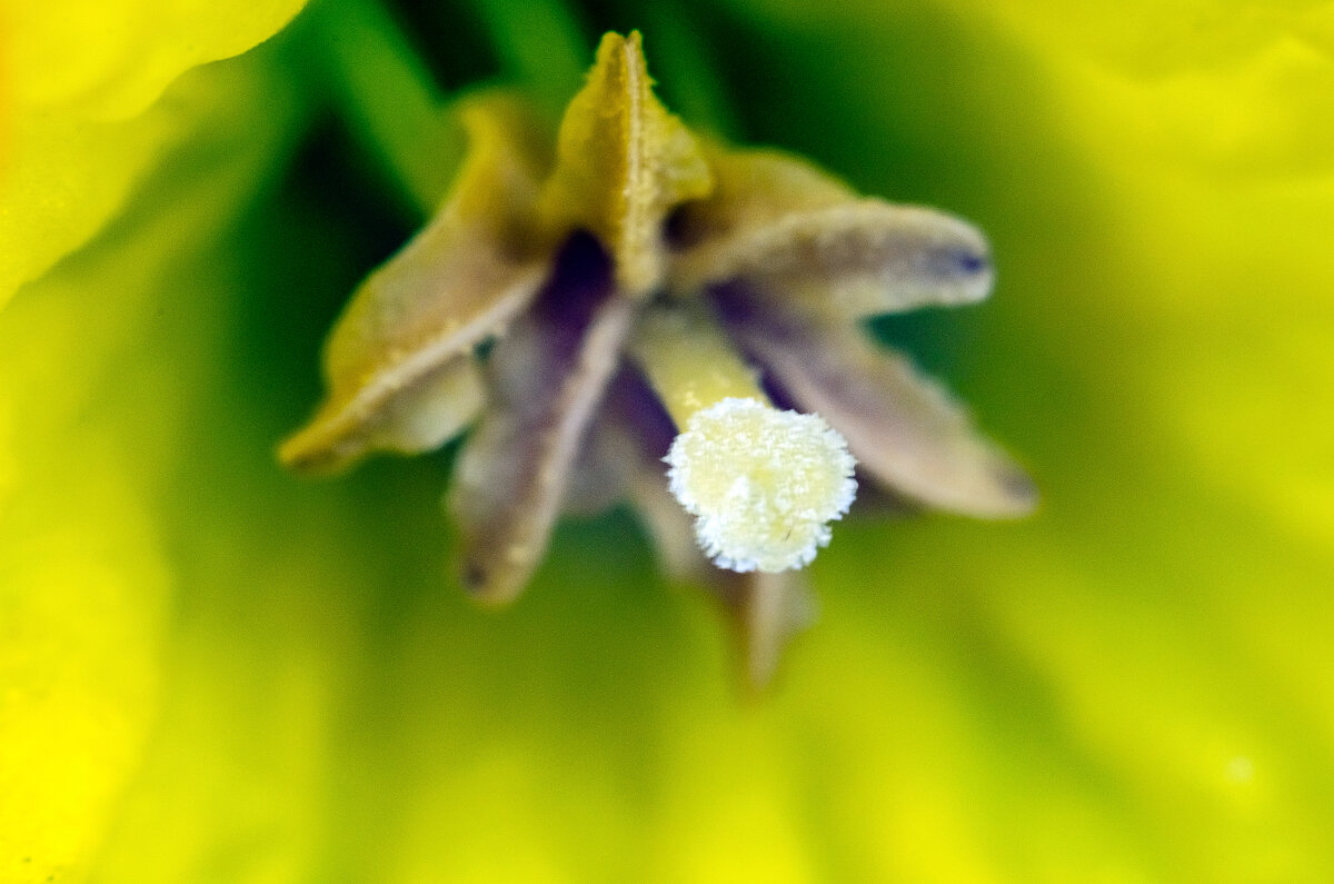 Нарцисс - Андрей Щетинин