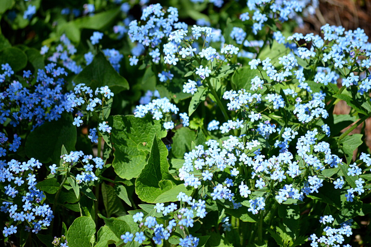 Бруннера , - весенний ситчик - Татьяна Лютаева Бруннера , - весенний ситчик - Татьяна Лютаева