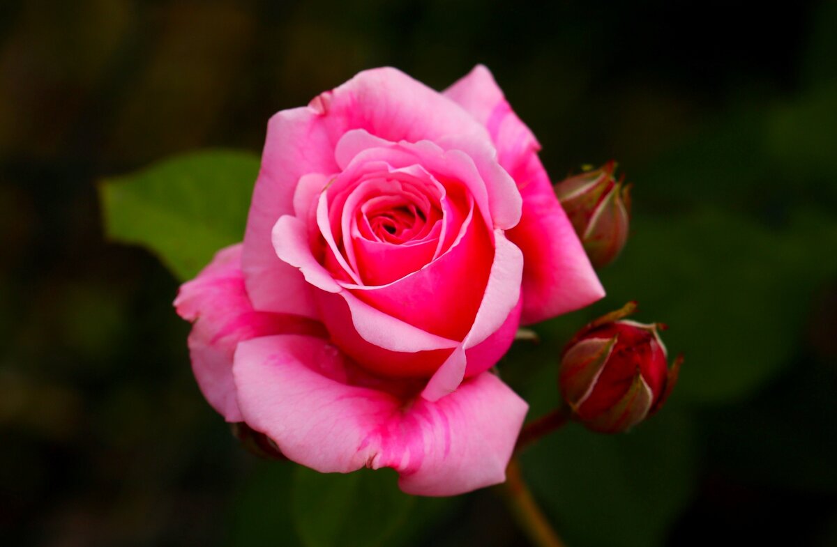 Доброе утро - Юрий. Шмаков