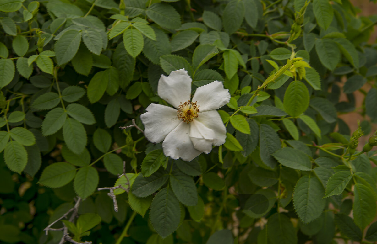 Шиповник - Анатолий Чикчирный Шиповник - Анатолий Чикчирный