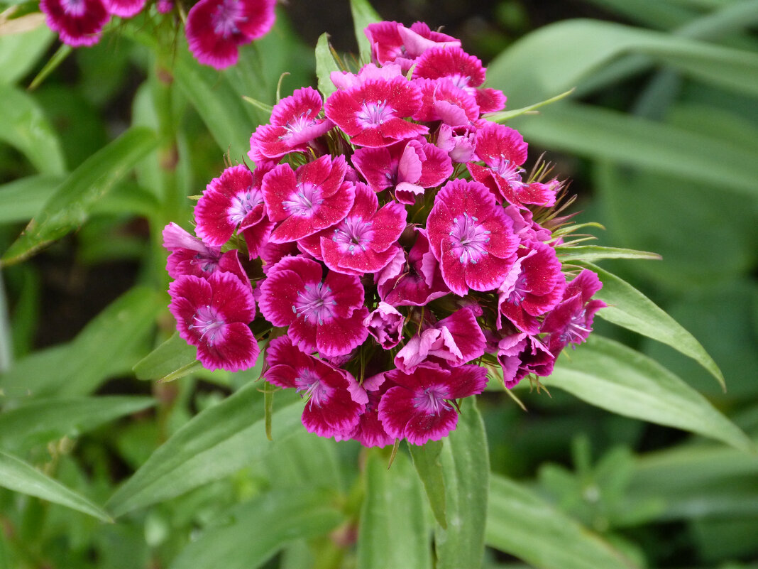 Гвоздика  Турецкая  Махровая - Валентин Семчишин