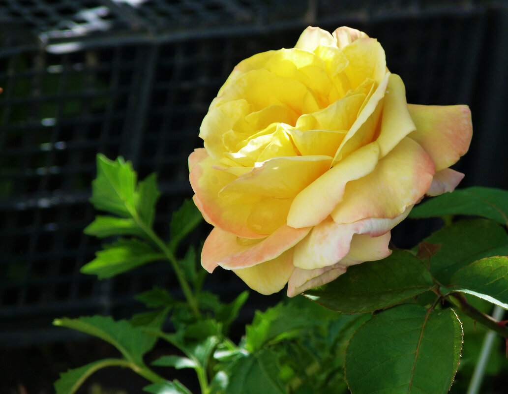 Глория  Дей - Валентин Семчишин