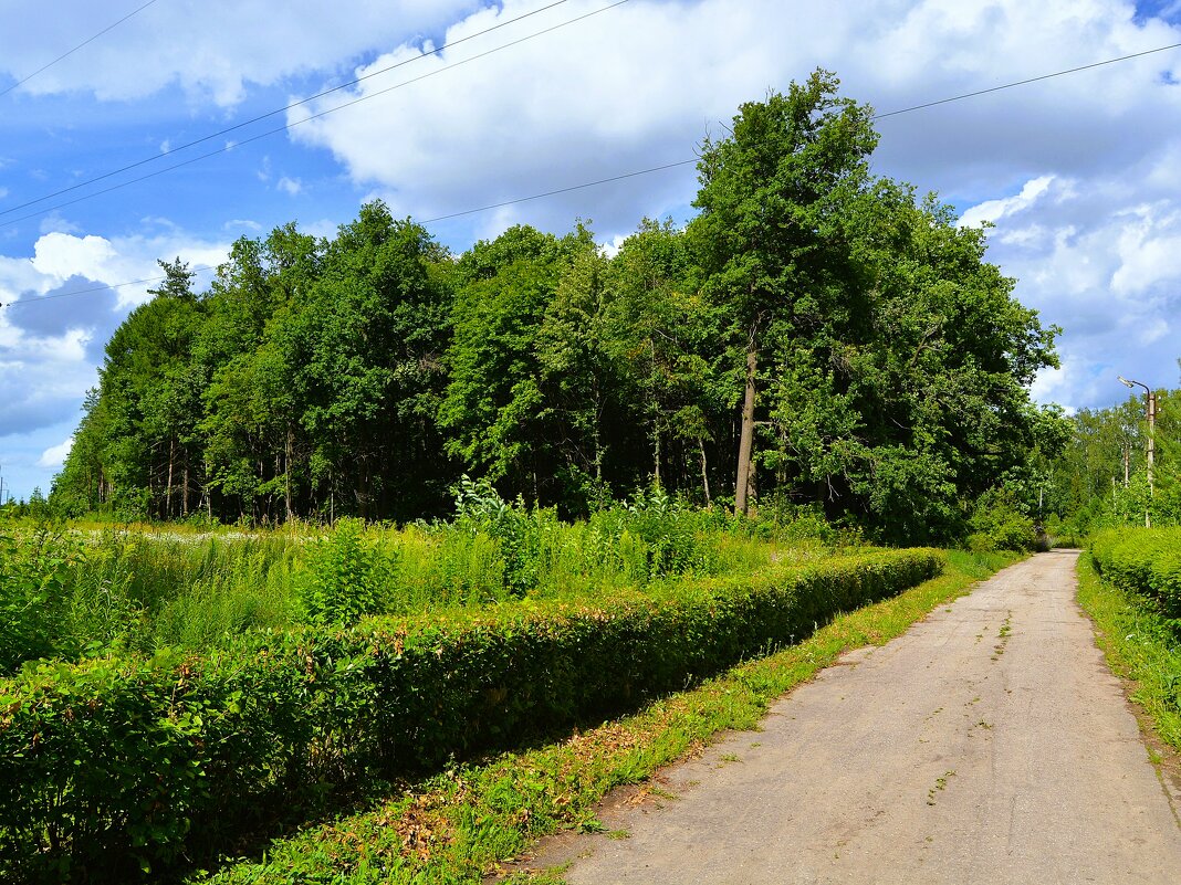 Чебоксары. Дубрава Ботанического сада. - Пётр Чернега Чебоксары. Дубрава Ботанического сада. - Пётр Чернега