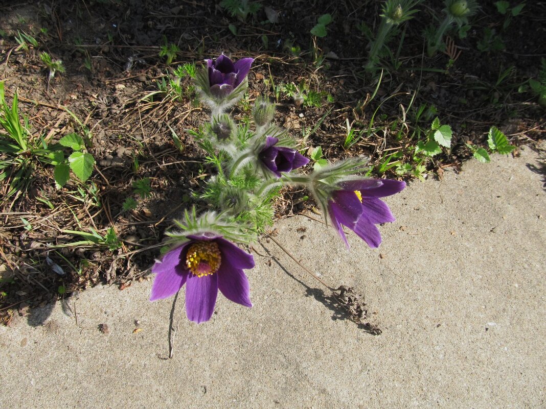 на клумбе - Елена Шаламова