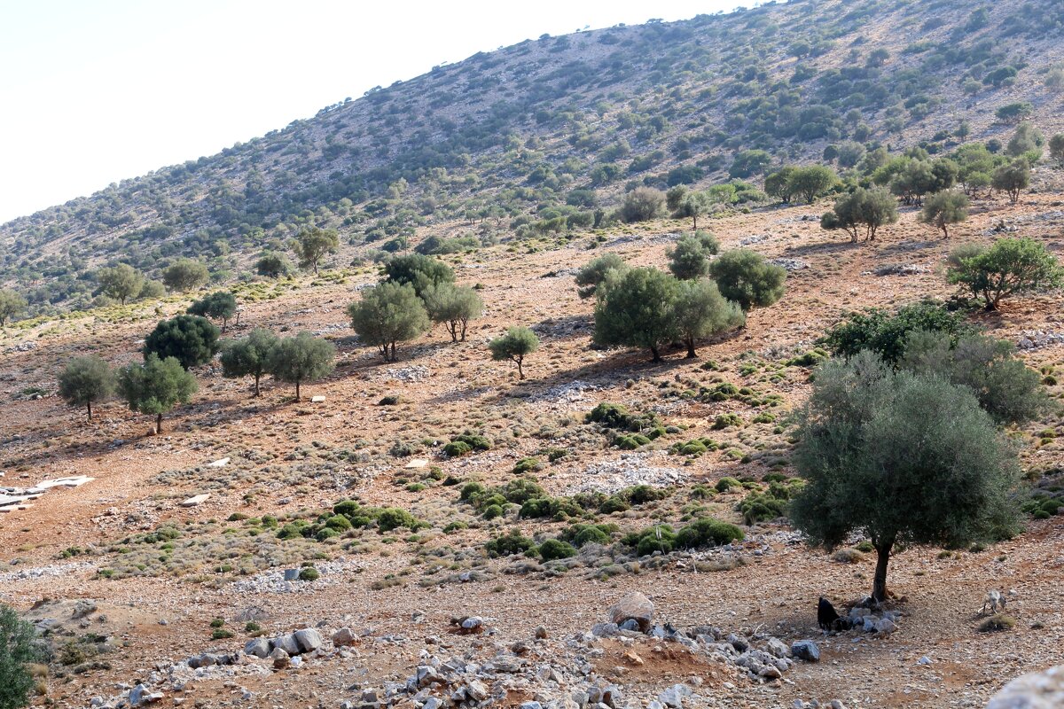 Оливковые деревья в горах Крита - Ольга Оливковые деревья в горах Крита - Ольга