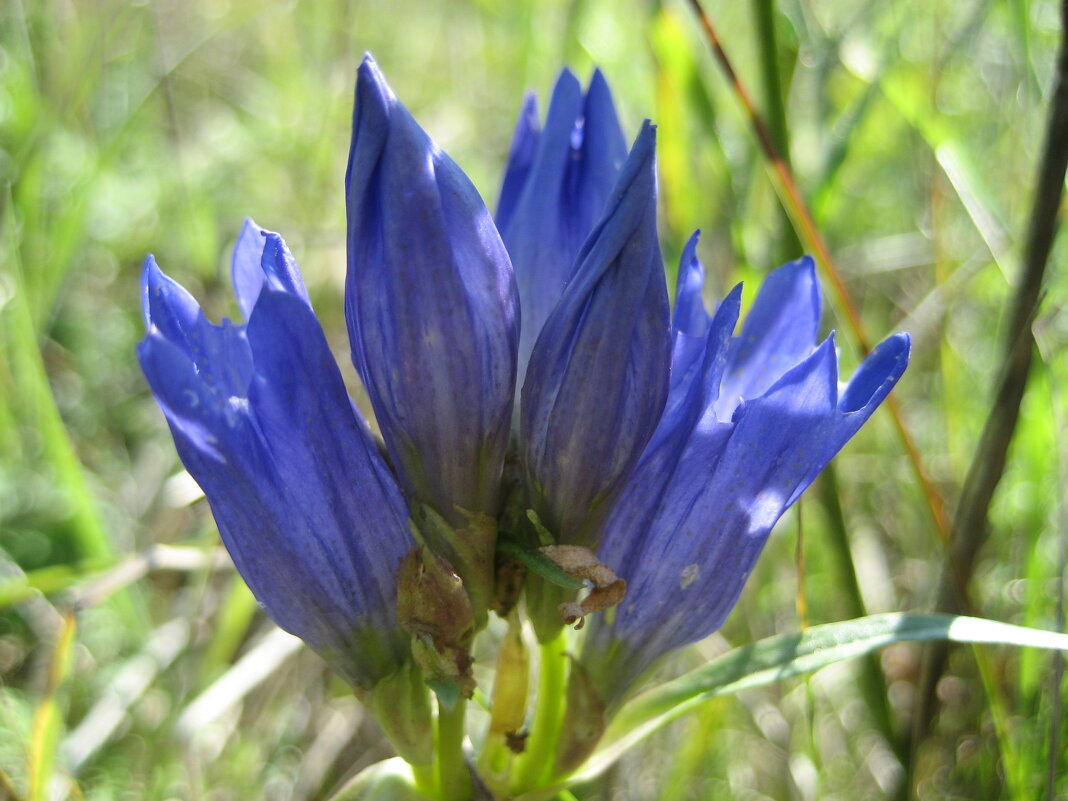 Горечавка - Anna Ivanova