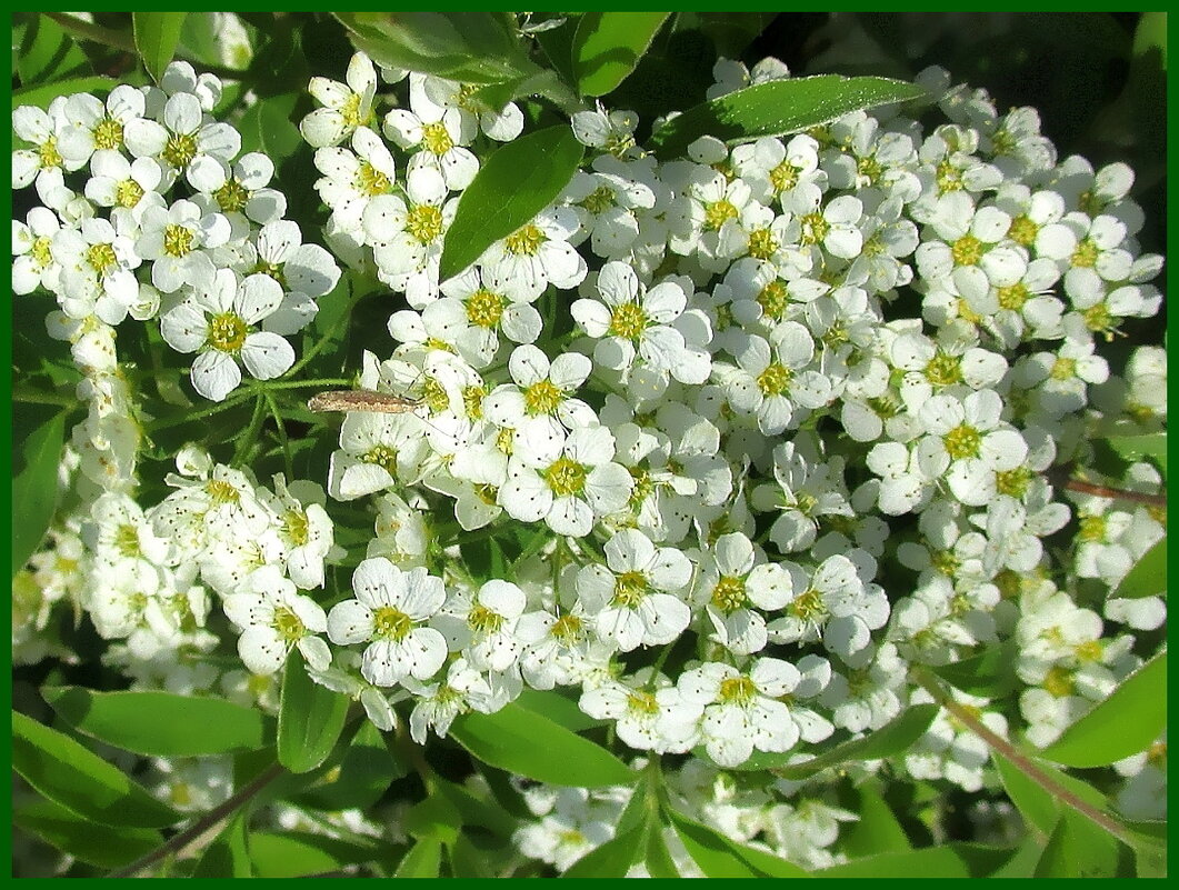 Как невеста в белых кружевах, куст спиреи в пышном одеянье - Ольга Довженко