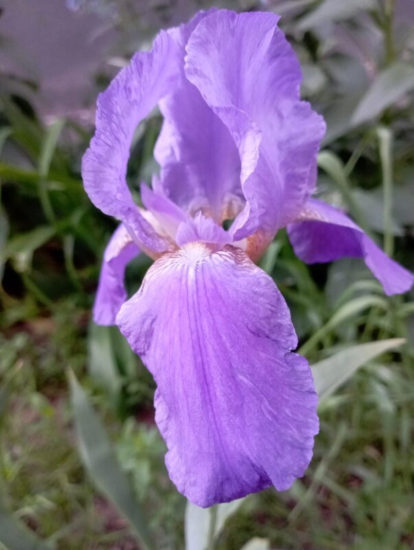 Ирис - Елена Семигина