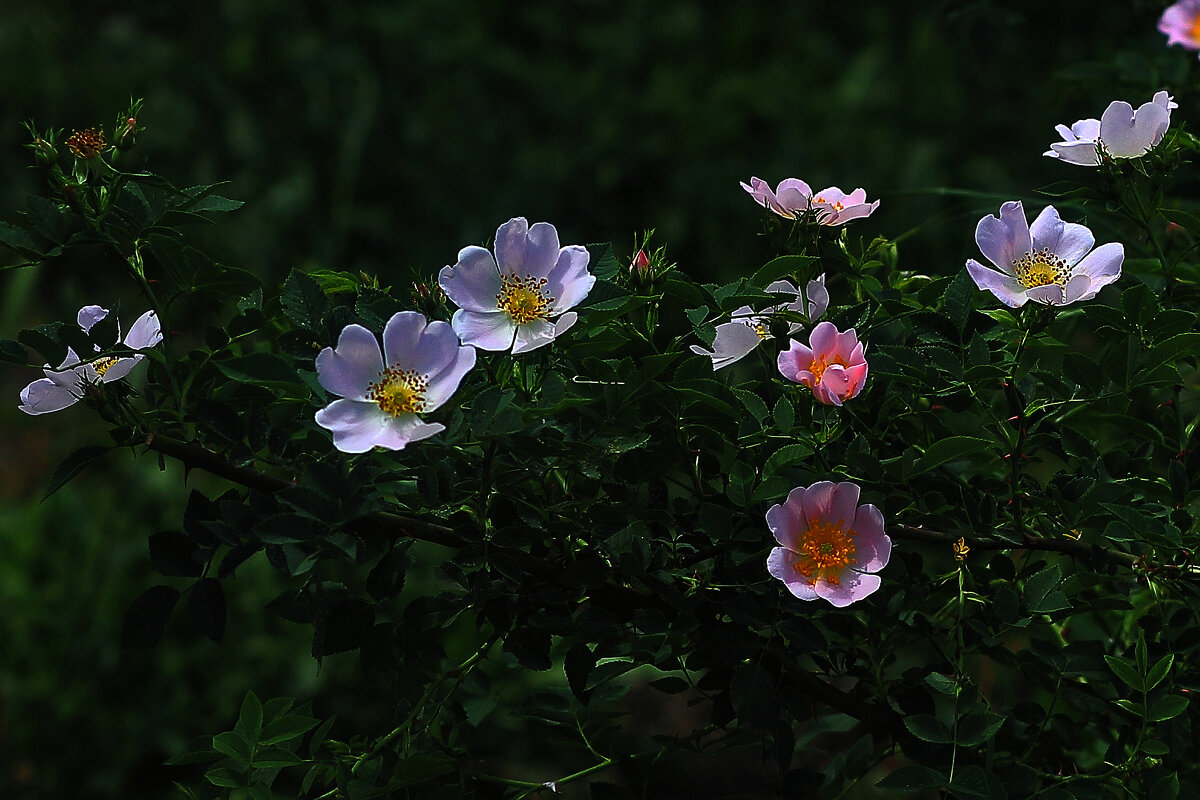 Пляшущие цветочки - Юрий Гайворонскiий