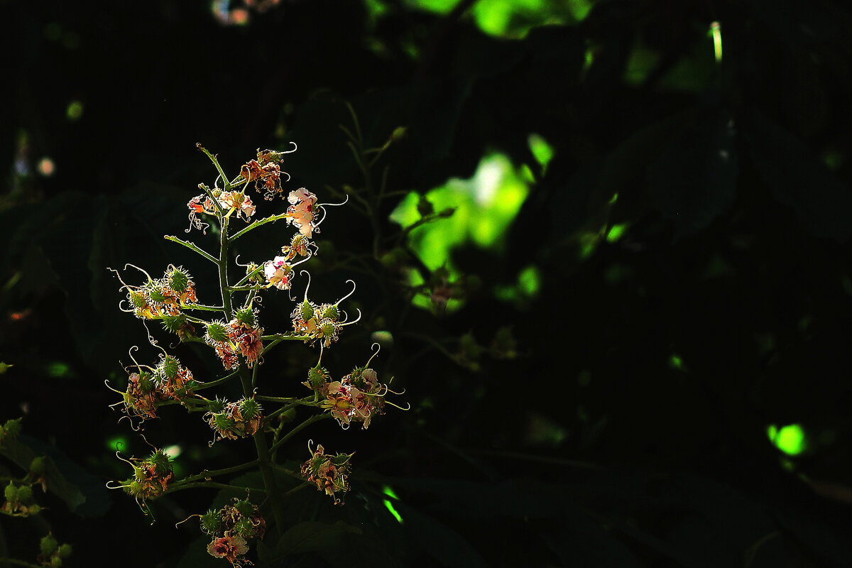 Каштаны танцуют на ветру - Юрий Гайворонскiий