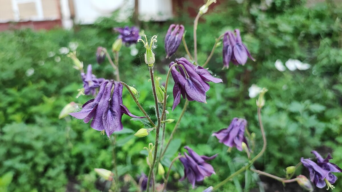 ,,, - Сергей Тимоновский