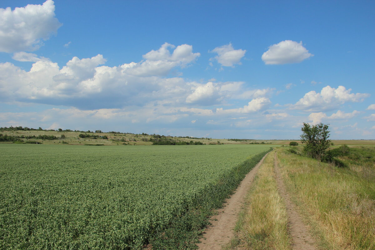 Местные виды. - Виктор 