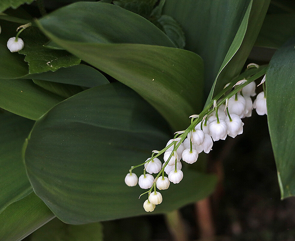 Ландыши, ландыши. светлого мая привеет... - Светлана Ландыши, ландыши. светлого мая привеет... - Светлана