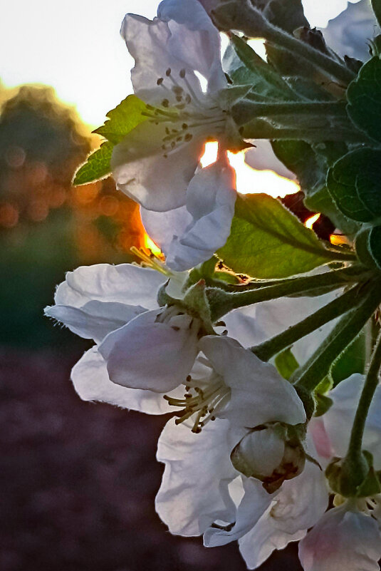 Мои любимые яблоньки цветут! - Светлана Кузнецова