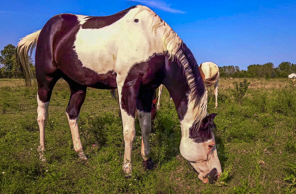 Американский пейнтхорс - Aleksey Afonin