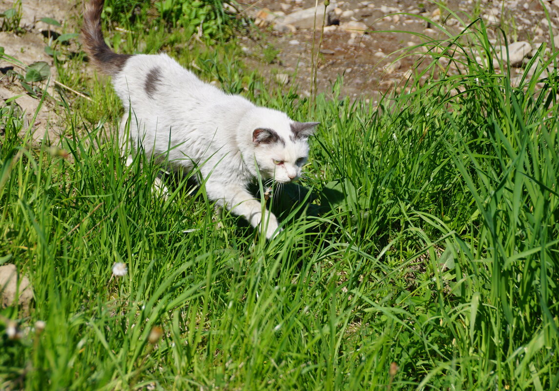 На охоту - Наталия Григорьева