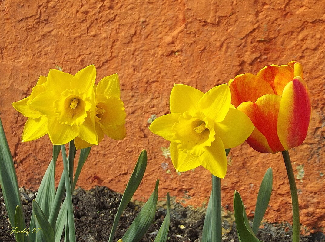 Майские цветы - Freddy 97