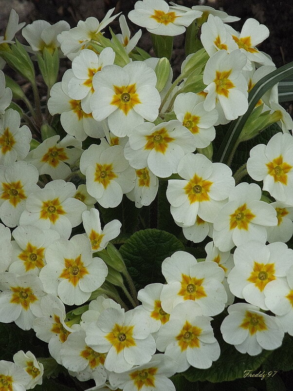 Нежногсть примулы - Freddy 97