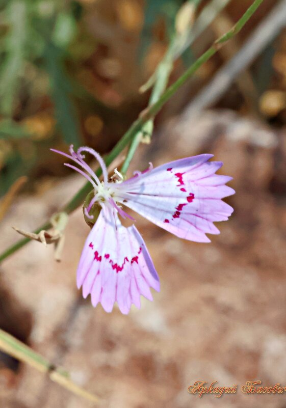 Цветок бабочка - Аркадий Басович
