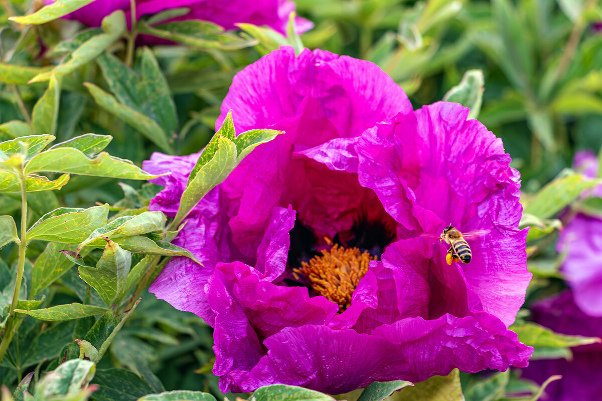 Раз пчела в теплый день весной... - Юрий Яловенко