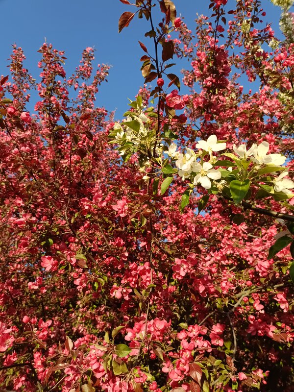 разноцветье - Галина R... разноцветье - Галина R...