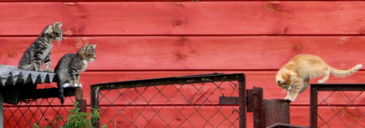 Домашние животные. - жанна нечаева