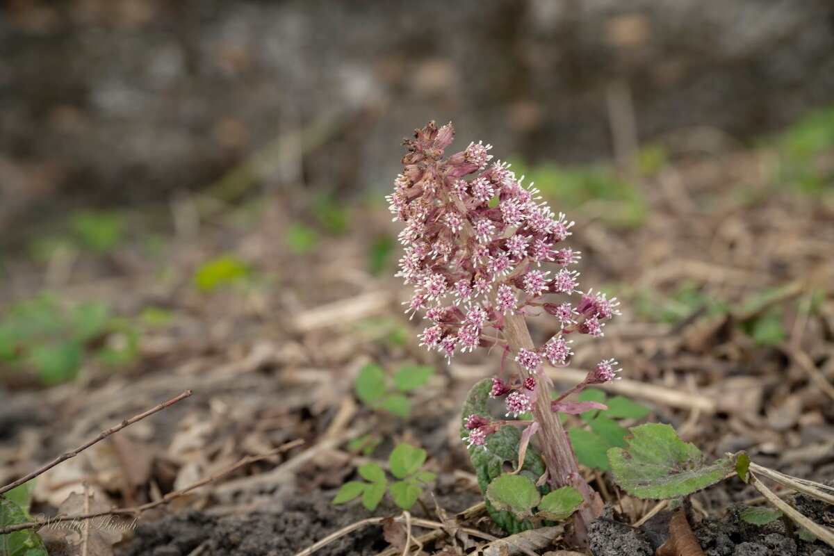 Белокопытник... - Николай Гирш Белокопытник... - Николай Гирш