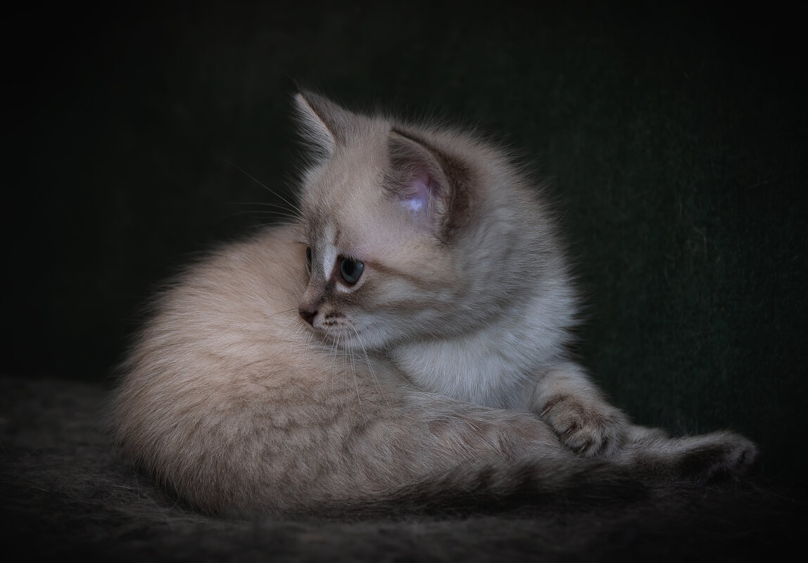 ПОРТРЕТ НЕЗНАКОМКИ  ) - Володька Завитушкин